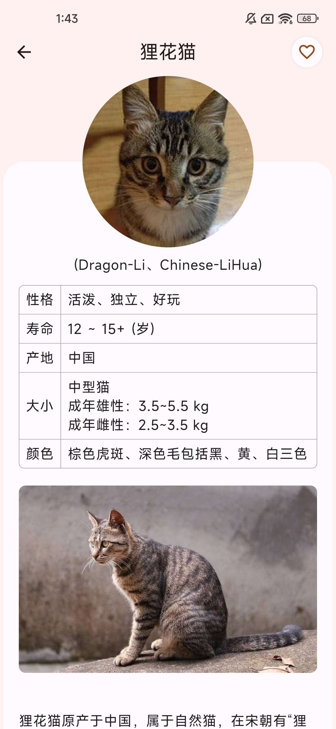 养猫必备神器——快速了解猫猫的品种，帮助你更好地养猫
