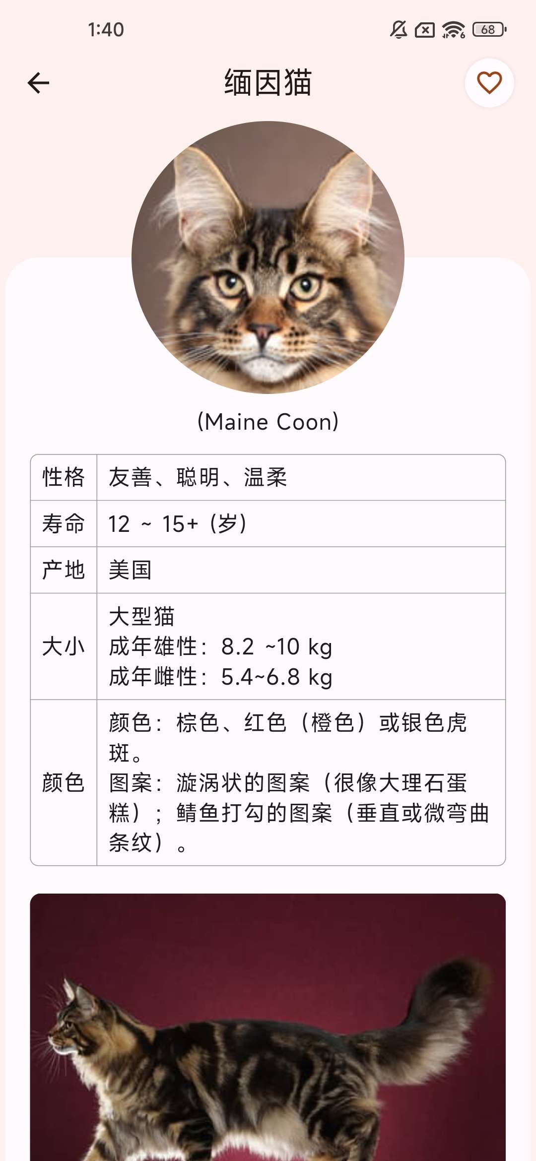 养猫必备神器——快速了解猫猫的品种，帮助你更好地养猫