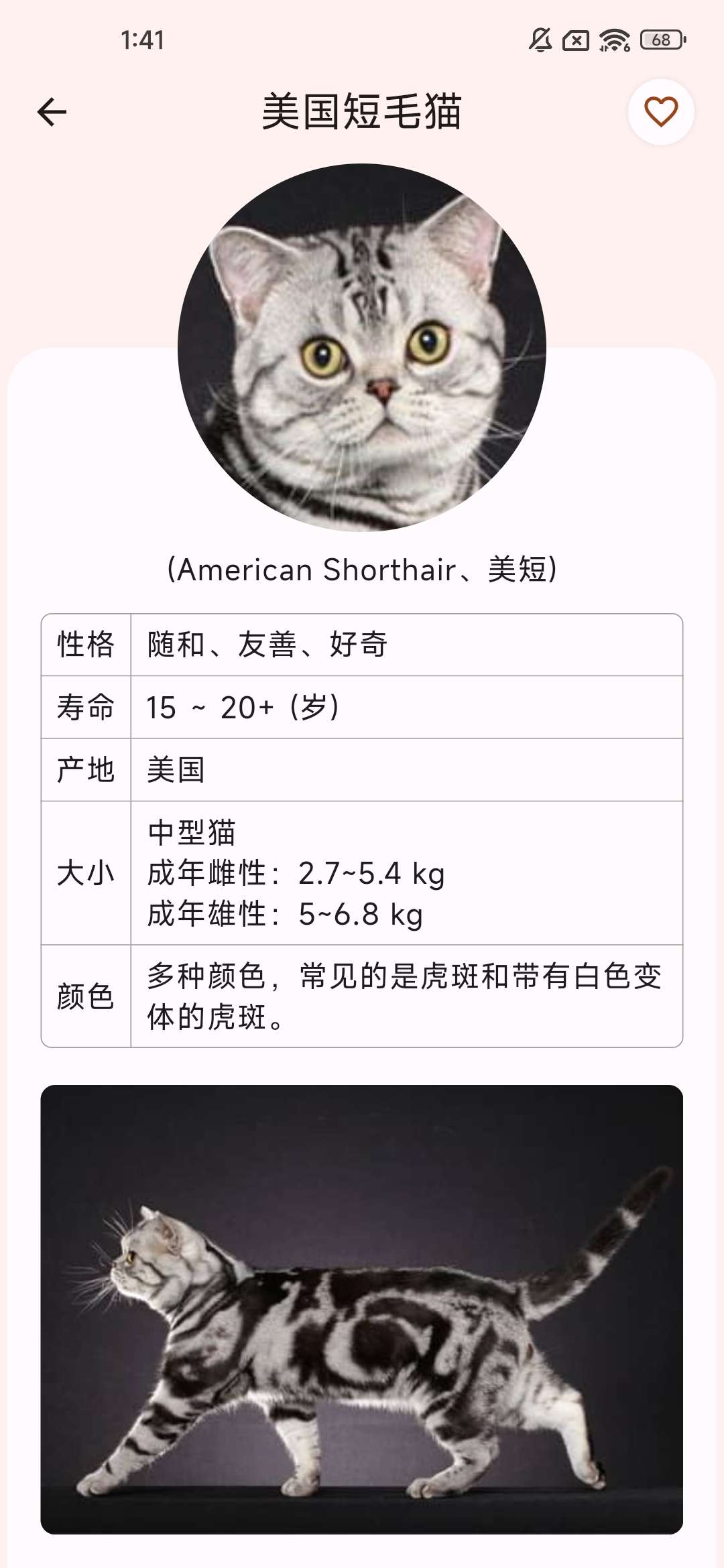 养猫必备神器——快速了解猫猫的品种，帮助你更好地养猫